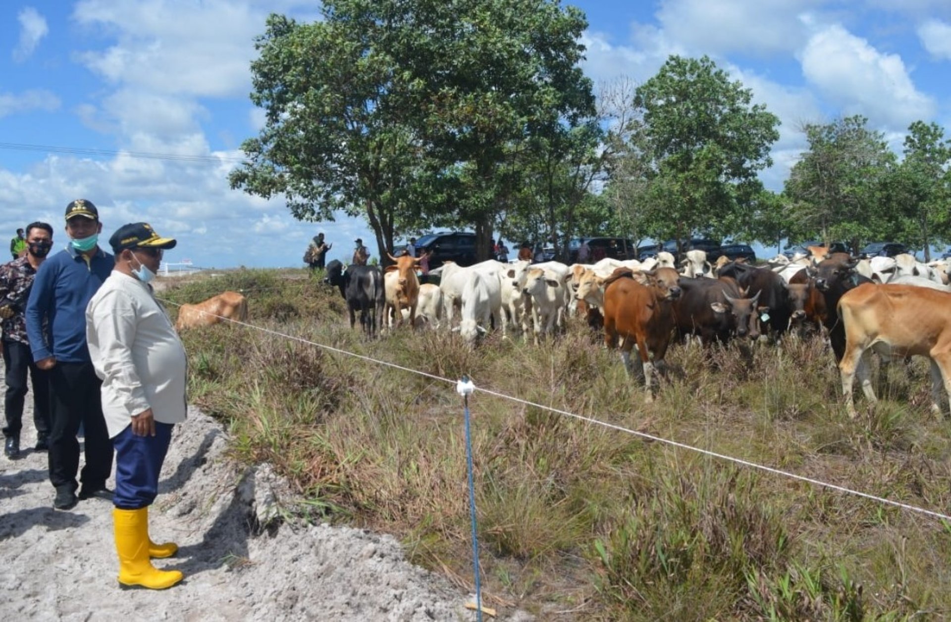 Dukung Program Food Estate Kalteng, Kabupaten Sukamara Fokus Kembangkan Peternakan Sapi